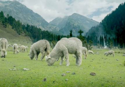 Complete Jammu & Kashmir Round Journey