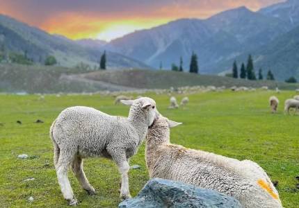 Kashmir Golden Trio Tour – Gulmarg, Sonmarg, Pahalgam